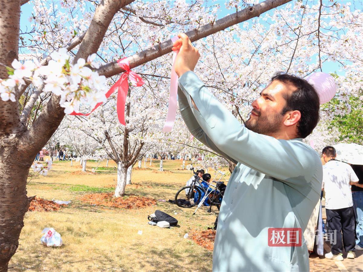 留学生为樱花树系绸缎。通讯员 王铭浩 摄.jpg