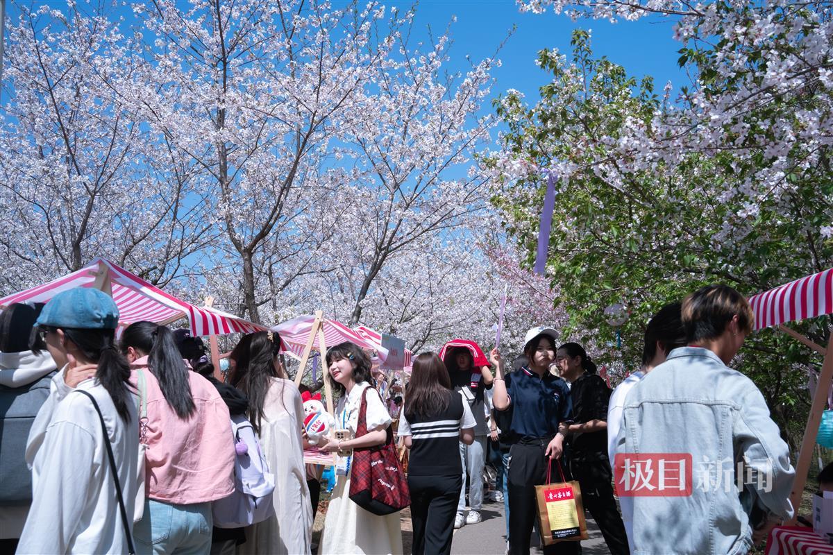 樱花节游园会。通讯员 高文帅 摄.jpg